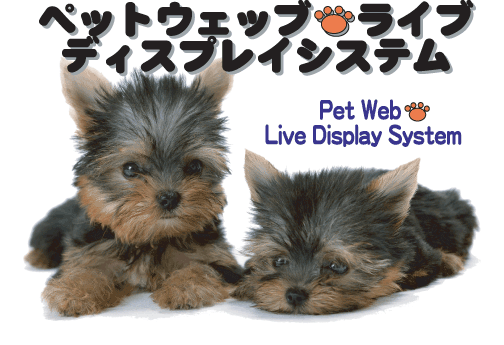 Pet Web Live Display System